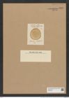 Eupodiscus nebulosus (Lend.-Fortm.) Rattr. (de-Toni-Nr.: Genus 177, Species 4470) Zeichnungen Sammlung Grunow Nr. 8036 (NHMW-BOT-W0377344)